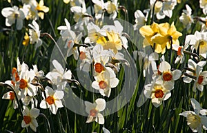 A group of white daffodils with a bright yellow corona, Narcissus Barrett Browning, blooming in springtime