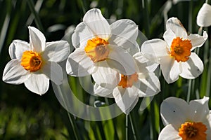 A group of white daffodils with a bright yellow corona, Narcissus Barrett Browning, blooming in springtime