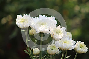 Group of white dalia flower