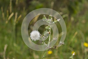 A group of white dandelion flowers growing