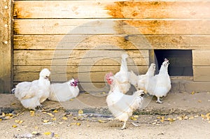 A group of white decorative purebred chickens in an aviary. Chicken coop with beautiful purebred chickens