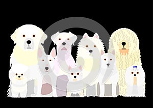 Group of  white dog