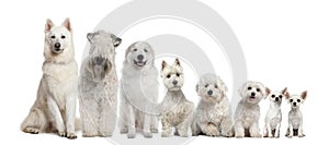 Group of white dogs sitting