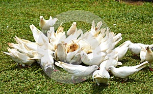 A group of white doves on the ground