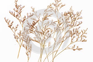 Group white Dry Caspia Flowers on white background