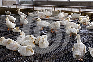 Group of white ducks in farm