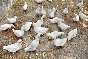Group of white ducks in a farm