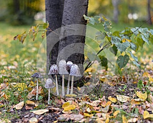 Group of white dung mushrooms Coprinus comatus