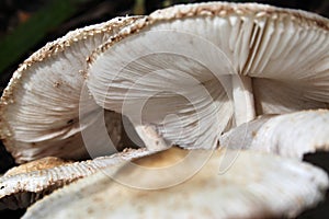 Group of white eddible mushrooms