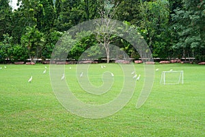 The group of white egrets standing on a green grass field