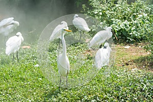 A group of white egrets standing in wetland