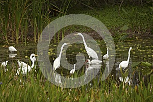 Group of white egrets wading in a swamp in Florida.