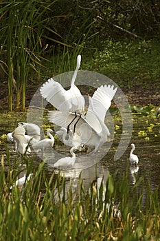 Group of white egrets wading in a swamp in Florida.