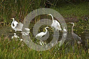 Group of white egrets wading in a swamp in Florida.