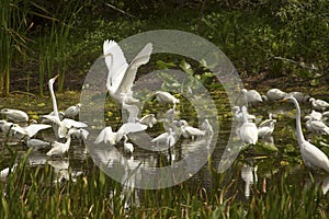 Group of white egrets wading in a swamp in Florida.