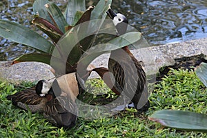A group of white faced ducks photo