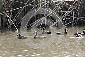 Group of white-faced whistling ducks, Dendrocygna viduata