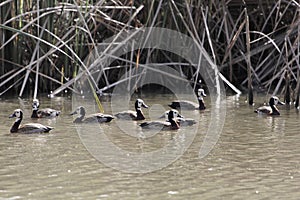 Group of white-faced whistling ducks, Dendrocygna viduata