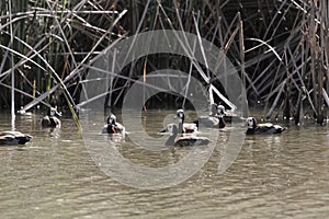 Group of white-faced whistling ducks, Dendrocygna viduata