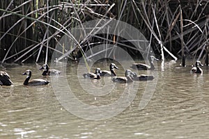 Group of white-faced whistling ducks, Dendrocygna viduata