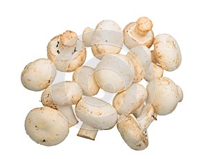 Group of white field mushroom.