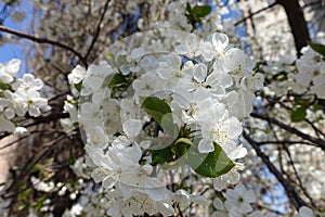 Group of white flowers of cherry in April