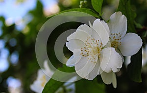 Group of white flowers with dark green background. Philadelphus coronarius, sweet mock-orange, English dogwood