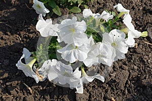 Group of white flowers of petunias