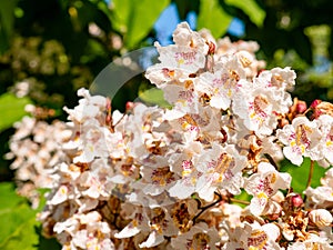 Group of white flowers with purple and yellow spots of a Catalpa tree catawba