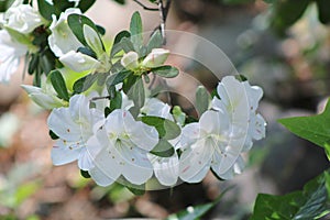 Group of white flowers in Spring sun.