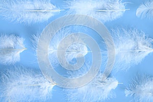 Group white fluffy bird feather from a chicken on a blue background. regular pattern.