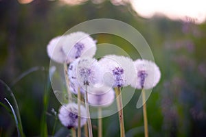 Group of white fluffy dandelions outdoors at dusk photo