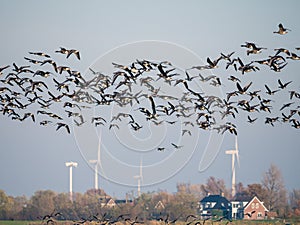 Group of white-fronted geese, Anser albifrons, flying in polder Eempolder, bird migration in Netherlands