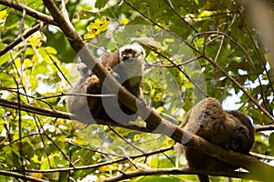 Group of White-fronted Lemur, Eulemur albifrons, resting on a tree, the national park Nosi Mangabe, Madagascar