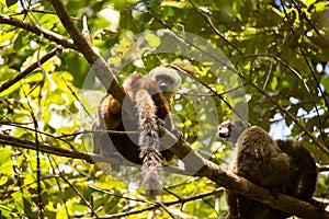 Group of White-fronted Lemur, Eulemur albifrons, resting on a tree, the national park Nosi Mangabe, Madagascar