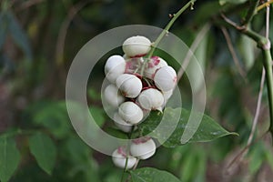 Group of white fruits of Sauropus Androgynus on branchà¹ƒ