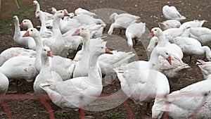 Group of white geese ducks on a farm eating plants