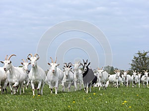Group of white goats in green dutch meadow with yellow flowers i