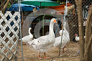 Group white goose in farm at thailand photo