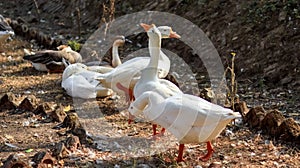 Gruppo da bianco oca 