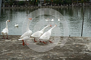 The group of white goose standing on edge of the pond and some swimming in the pond