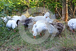 Group white goose is walking in garden photo