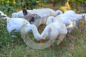 Group white goose is walking in garden photo