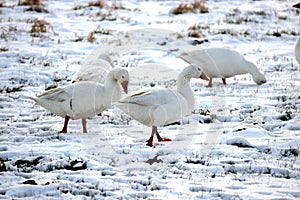 Group of white gooses looking for food in the snowy grass