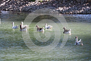 Group of white and gray geese swimming, Lerida