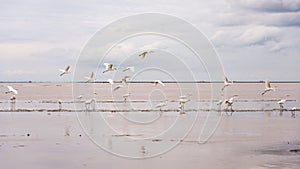 Group of white great egrets flying