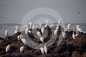 Group of white heron birds egret breeding and standing near sea shore rocks at Madh beach