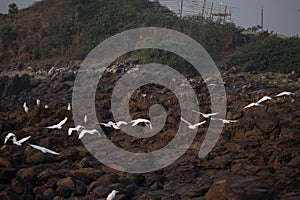 Group of white heron birds egret flying above the sea rocks