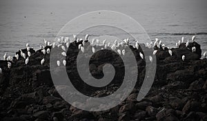 Group of white heron birds egretstanding near sea shore