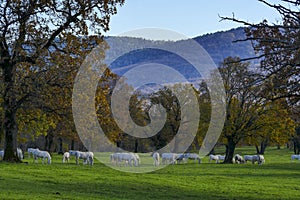 Group of white horses autumn sunny day